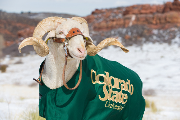 Colorado State University's Mascot Cam the Ram
